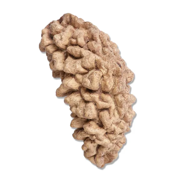 1_Mukhi_Rudraksha_Moon_Shape